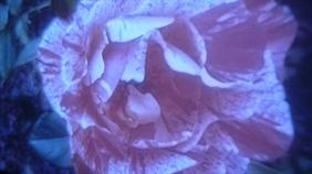 Rexes Rose_01